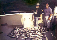 Lots of Fish